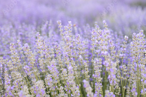 Colorful flowering lavender field in the dawn light.