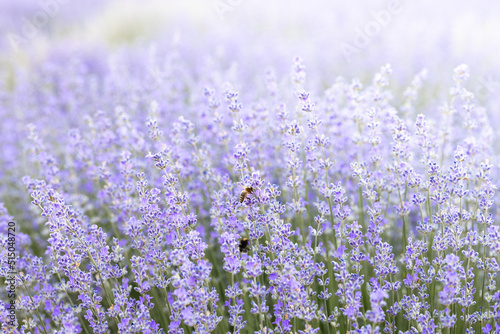 Colorful flowering lavender field in the dawn light.