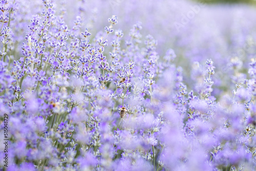 Colorful flowering lavender field in the dawn light.