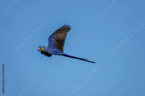 Hyacinth Macaw Anodorhynchus hyacinthinus Flying in Blue Sky