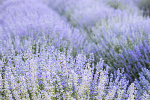 Purple lavender flowers in the field