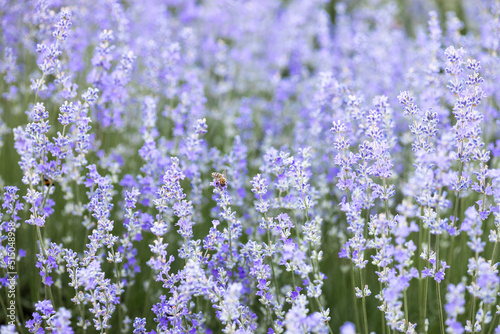 Purple lavender flowers in the field