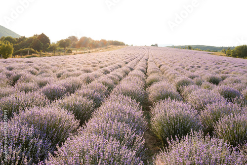 Rows of purple lavender in a field on a summers evening as the sun sets.