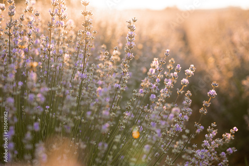 summer background of wild grass and lavender flowers