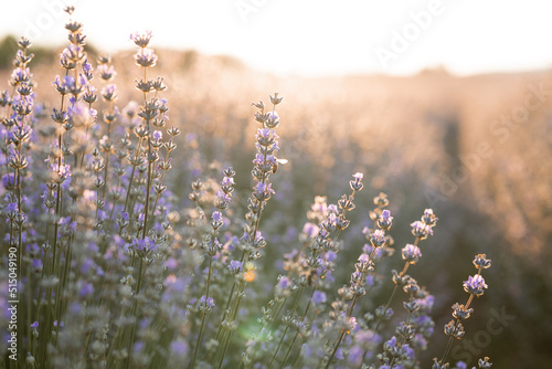 Fotografia summer background of wild grass and lavender flowers