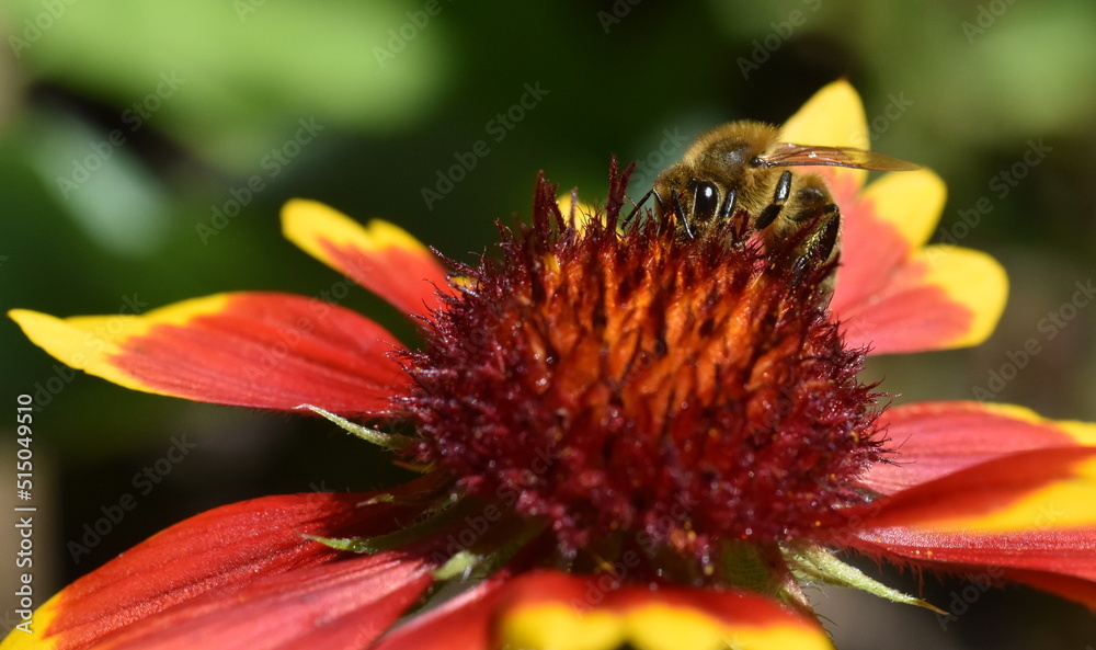 Biene auf einer Kokardenblume Biene auf einer Kokardenblume