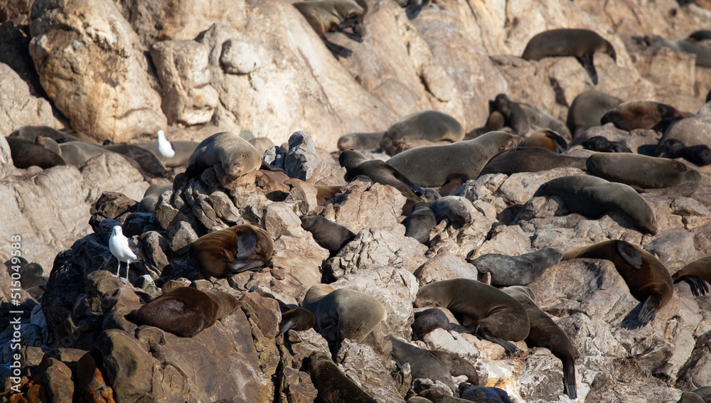 Seals and birds on Geyser Island in Gansbaai in South Africa near the coastline of the fynbos coast in South Africa, just a few meters from the South African town of Gansbaai. Seals and birds on Geyser Island in Gansbaai in South Africa near the coastline of the fynbos coast in South Africa, just a few meters from the South African town of Gansbaai.
