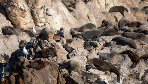 Seals and birds on Geyser Island in Gansbaai in South Africa near the coastline of the fynbos coast in South Africa, just a few meters from the South African town of Gansbaai.