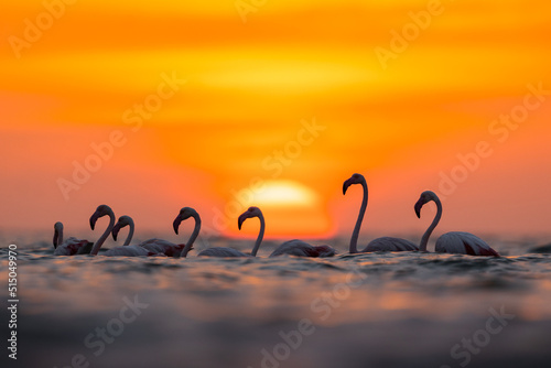 Flock of greater flamingos against beautiful sunrise