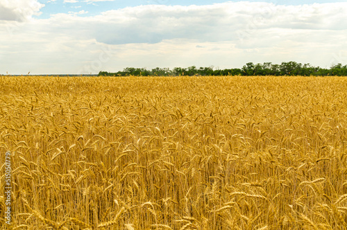 Wheat yellow feald with blue cloudy sky in summer day
