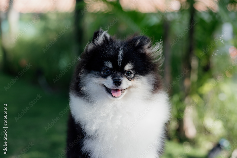 adorable pomeranian purebred dog