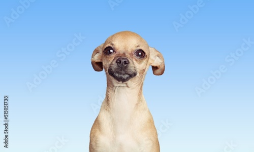 Portrait of cute dog puppy on color background
