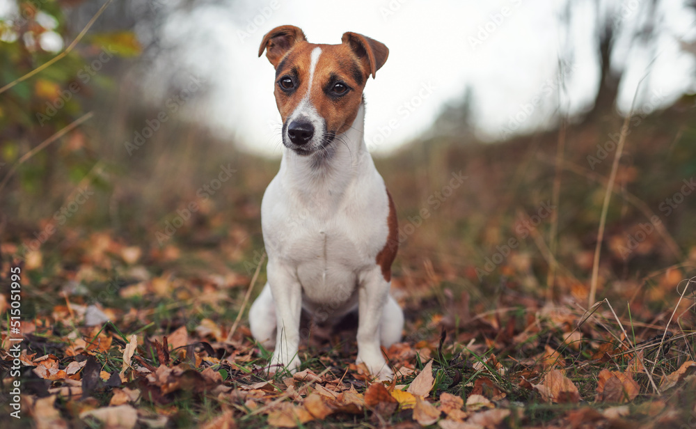 Small Jack Russell terrier sitting on forest path, yellow orange leaves in autumn, blurred trees background