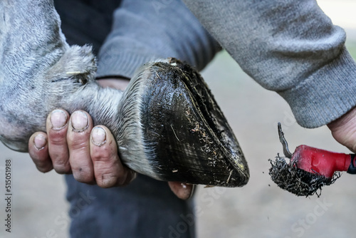 Man farrier using pick knife tool to clean horse hoof, before applying new horseshoe. Closeup up detail to hands holding wet animal feet