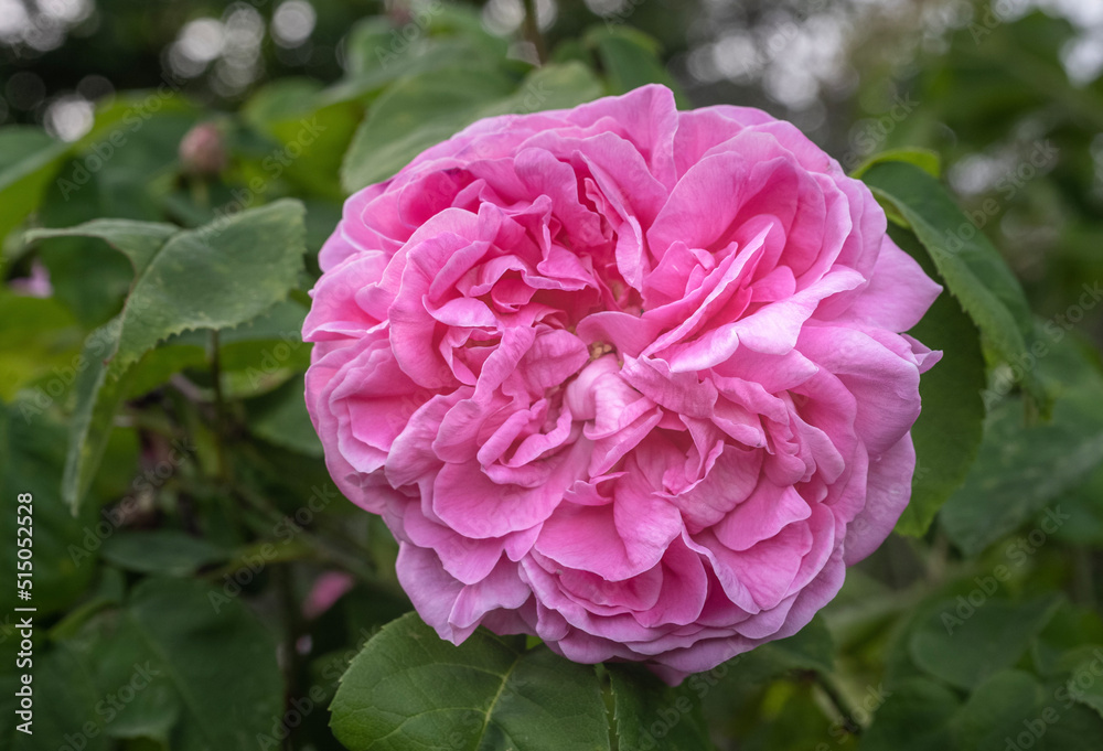 pink rose flower