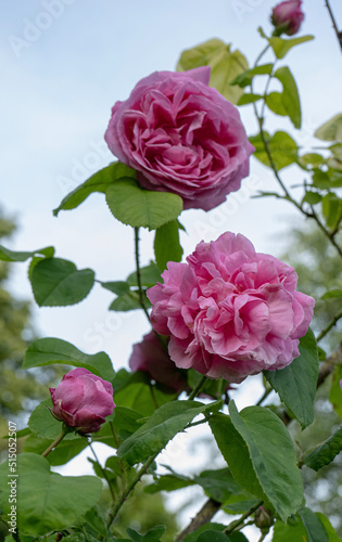 wild pink roses in garden