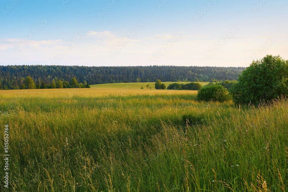 View of a field overgrown with grass in the setting sun. Summer in the village.