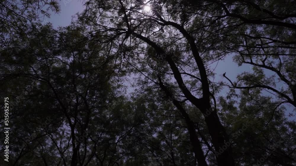 bottom view of coniferous forest, blue morning view, fresh air, deep forest, spooky forest background bottom view of coniferous forest, blue morning view, fresh air, deep forest, spooky forest background