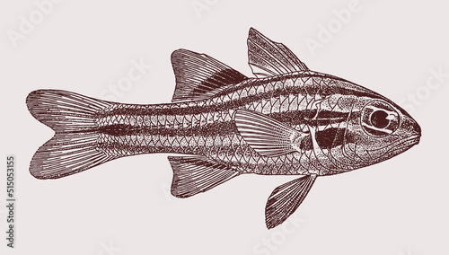 Sevenstriped cardinalfish ostorhinchus novemfasciatus, coral reef fish in side view