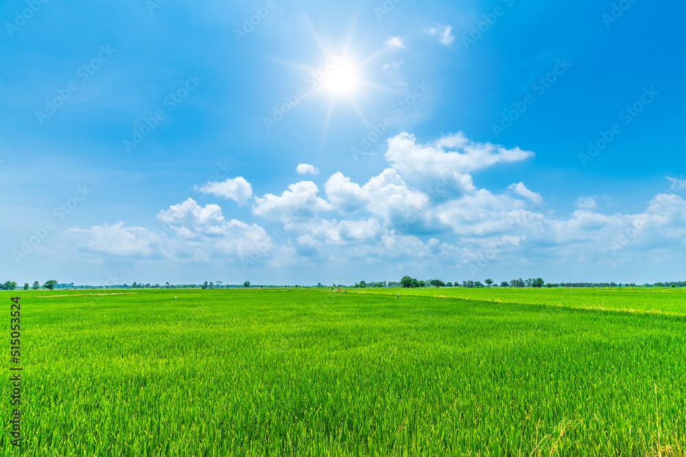 Fototapeta Scenic view landscape of Rice field green grass with field cornfield or in Asia country agriculture harvest with fluffy clouds blue sky daylight background