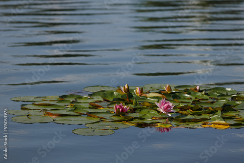Lily in the city pond in summer