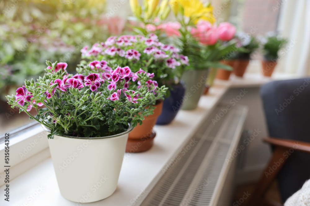 Beautiful blooming pelargonium plant in flowerpot on windowsill indoors, space for text