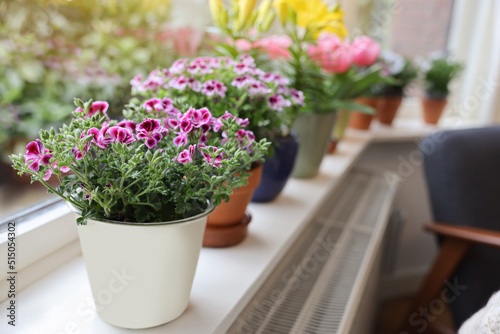 Beautiful blooming pelargonium plant in flowerpot on windowsill indoors  space for text