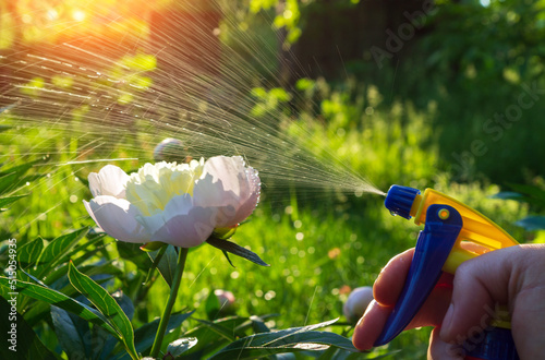 Fototapeta Naklejka Na Ścianę i Meble -  Spraying for the prevention of peony flowers in the garden. Flowerbed care