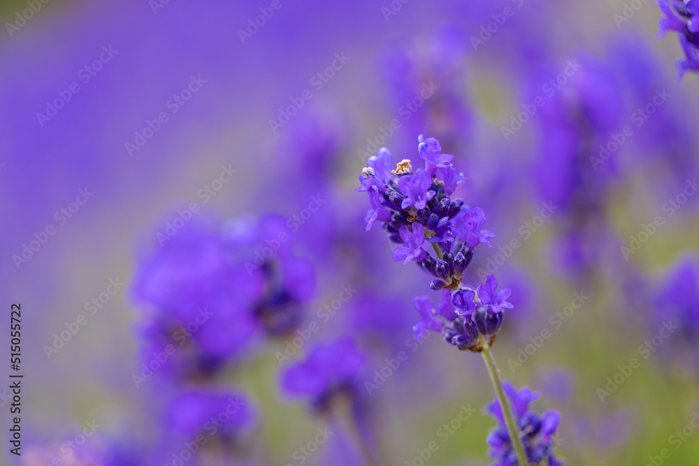 Lavender bushes closeup. Purple lavender field, beautiful blooming, English lavander. Lavender bushes closeup. Purple lavender field, beautiful blooming, English lavander.