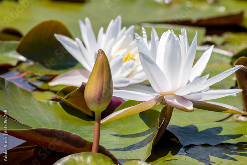 Beautiful Wild Water Lily flowers in Alligator River National Wildlife Refuge