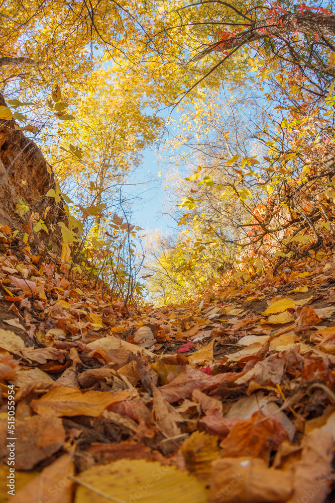Fallen yellow maple leaves. Autumn background. Forest tree Fallen yellow maple leaves. Autumn background. Forest tree