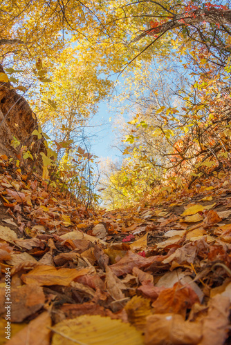 Fallen yellow maple leaves. Autumn background. Forest tree