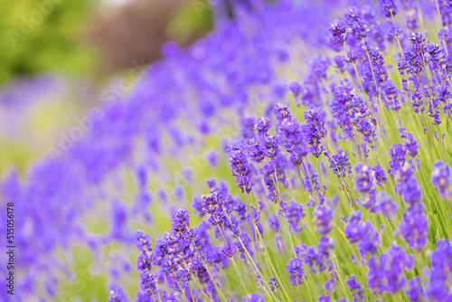 Fototapeta Naklejka Na Ścianę i Meble -  Lavender bushes closeup. Purple lavender field, beautiful blooming, English lavander.