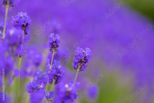 Lavender bushes closeup. Purple lavender field  beautiful blooming  English lavander.