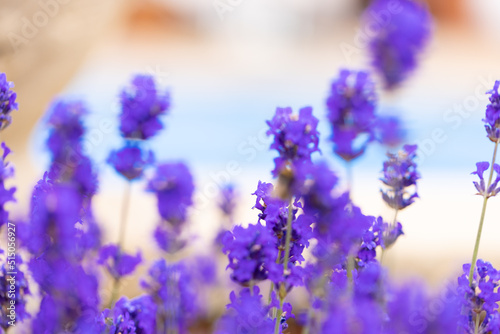 Lavender bushes closeup. Purple lavender field  beautiful blooming  English lavander.