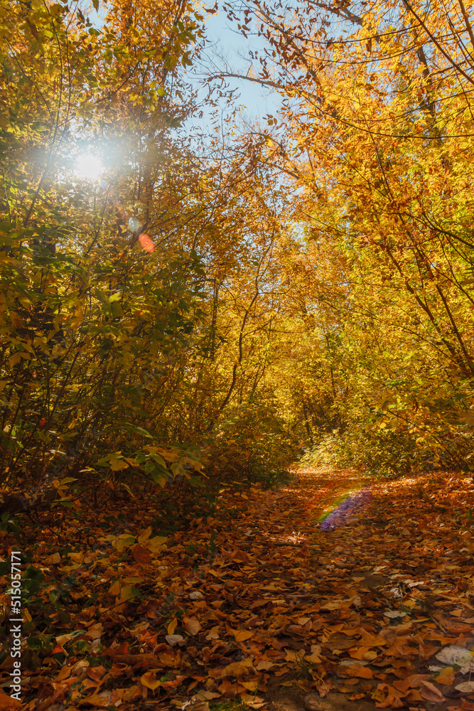 Obraz premium Fallen yellow maple leaves. Autumn background. Forest tree