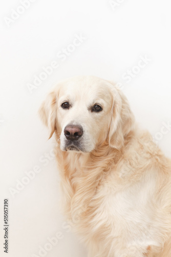Golden retriever dog looking at camera on white background closeup © finix_observer