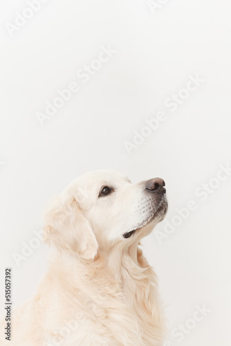 Golden retriever looking up on a white background 