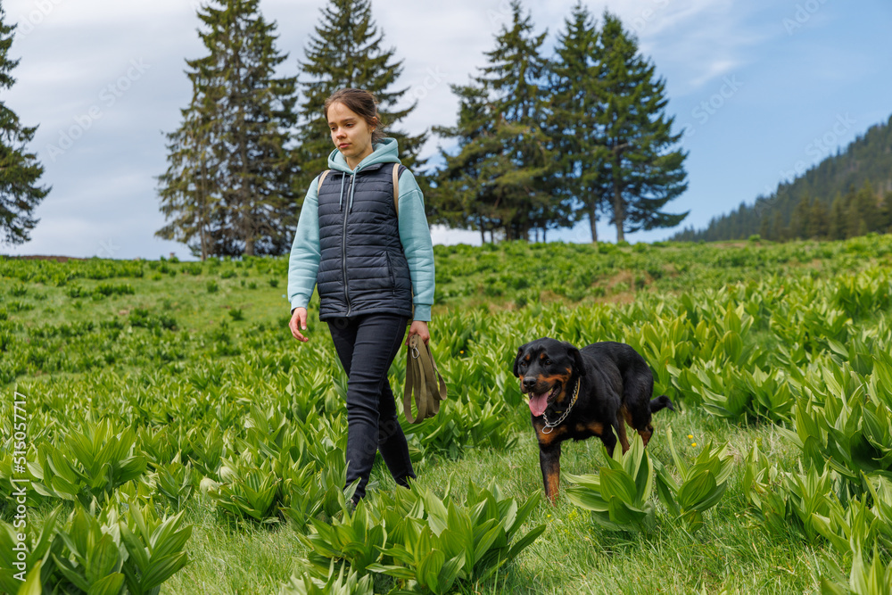 Girl in suit walks with dog of Rottweiler breed along meadow with mountain vegetation, against background of trees Girl in suit walks with dog of Rottweiler breed along meadow with mountain vegetation, against background of trees