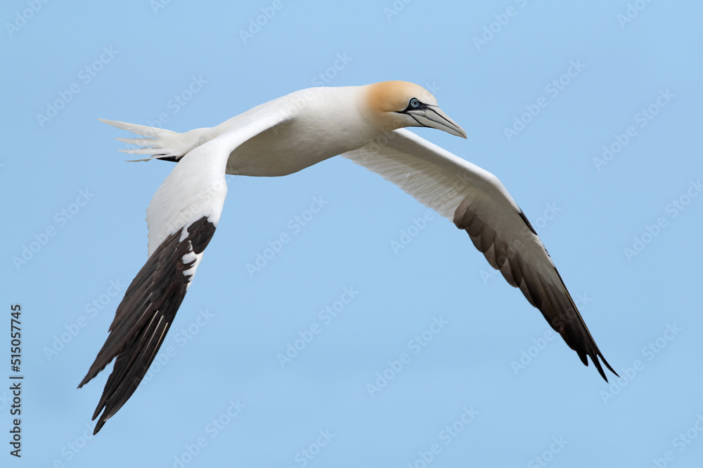 Northern Gannet (Morus bassanus) in flight above the chalk cliffs of Bempton Northern Gannet (Morus bassanus) in flight above the chalk cliffs of Bempton