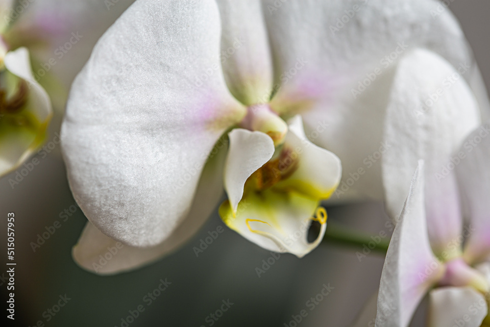 White orchid flower in bloom close up still with yellow stem and smooth white petals