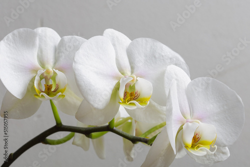 Three white orchid flowers in bloom with beautiful smooth petals on a grey background