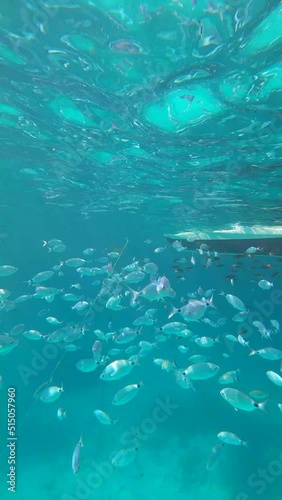 Underwater sea life video with shoal of saddled bream (Oblada melanura) below a small boat in slow motion. Vertical video