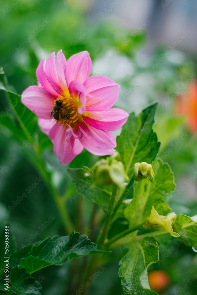 A bee is sitting on a large pink field flower. Pollination and nectar collection. The insect is hiding from the rain. Beauty is in nature. A bee is sitting on a large pink field flower. Pollination and nectar collection. The insect is hiding from the rain. Beauty is in nature.