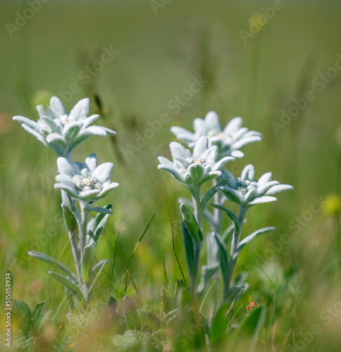 edelweiss flowers