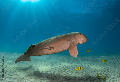 Big dugong and sea cow male in the deep of Red Sea of Egypt with remora and yellow fish photo