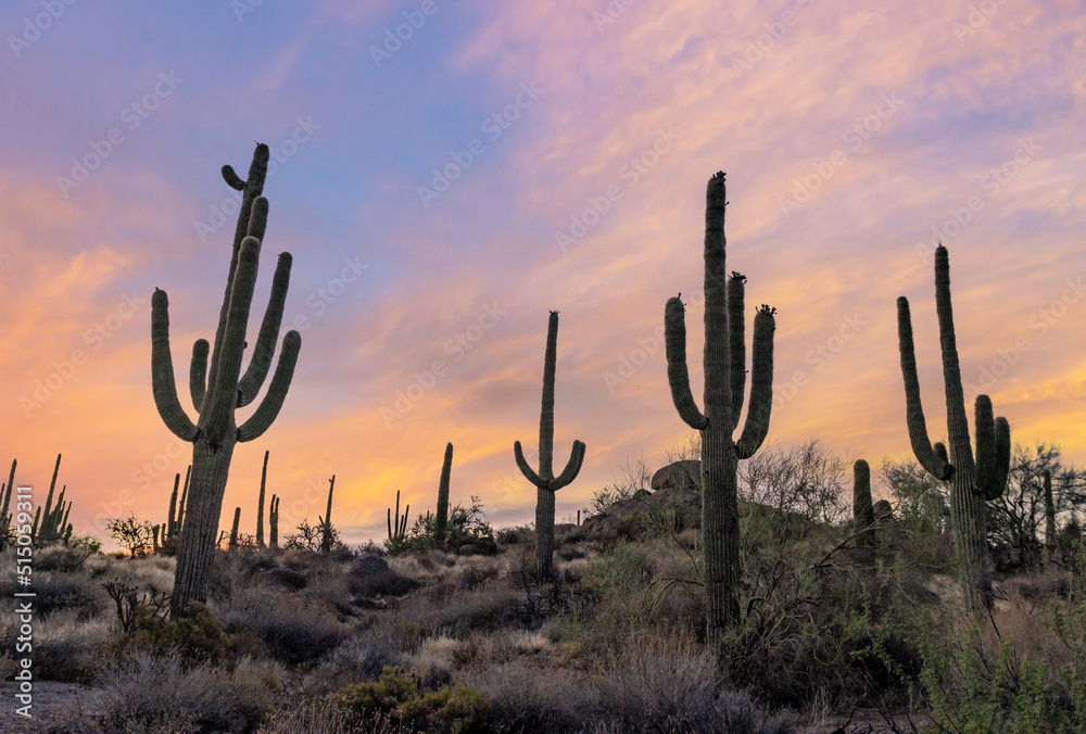 Sguaro Cactus On A Hill At Sunrise Time In Arizona