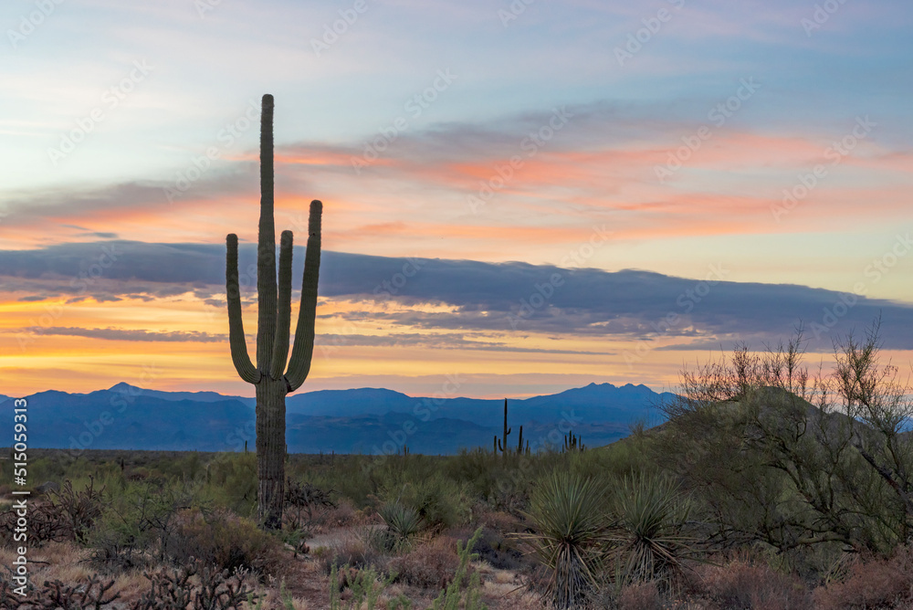 Desert Sunrise With Saguaro Cactus In Scottsdale Arizona