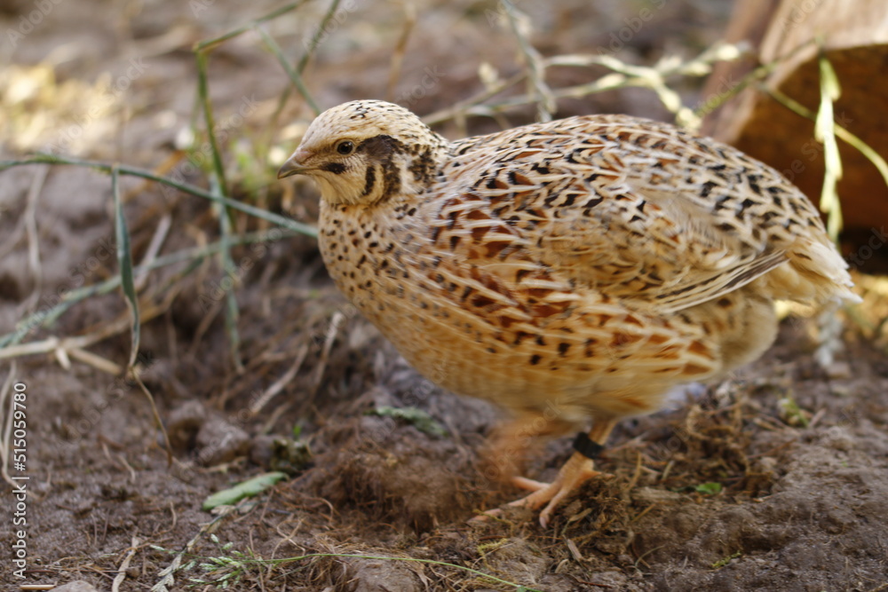 Laying quail like the life, it gives healthy eggs Laying quail like the life, it gives healthy eggs