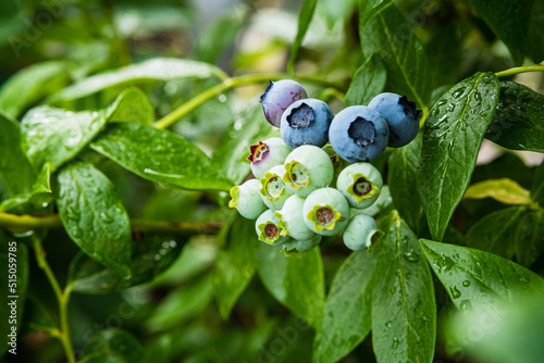Ripe blueberry berries on the bush. Homegrown huckleberry in the backyard close up. Highbush or tall blueberry cluster. Harvest of blueberry in the garden photo